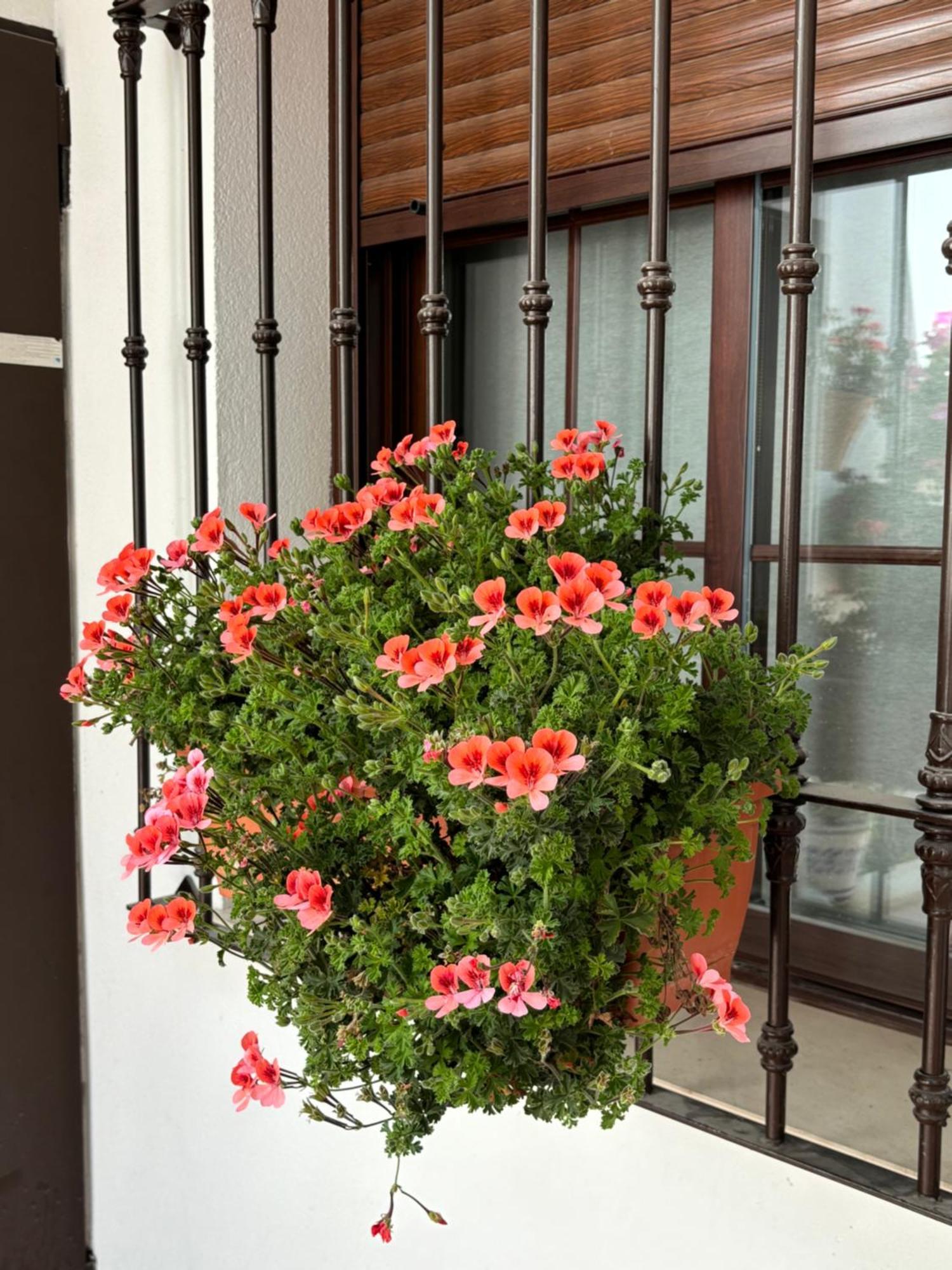 Flores De Mayo En Centro 科爾多瓦 外观 照片
